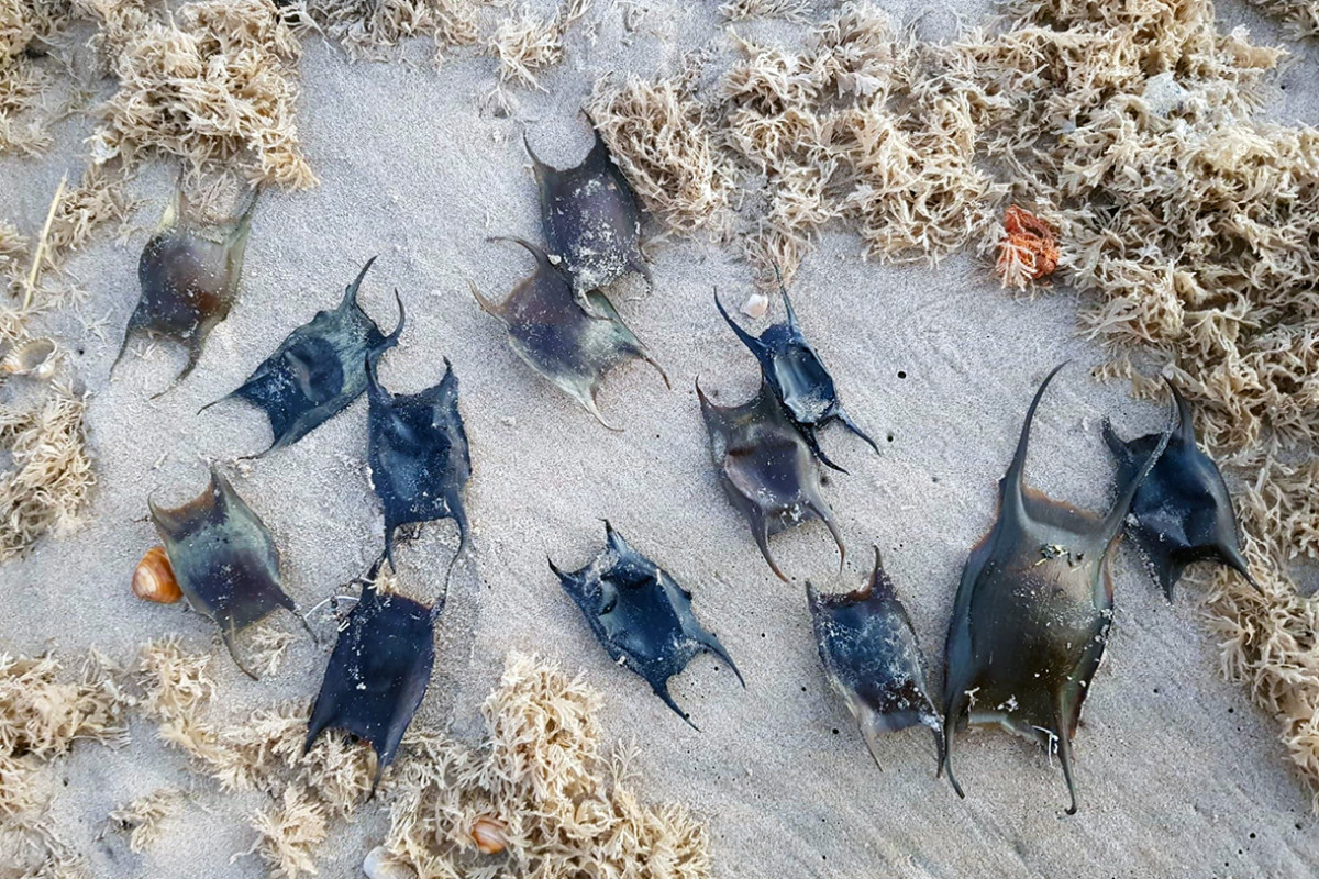 Eikapsels van een rog op het strand.