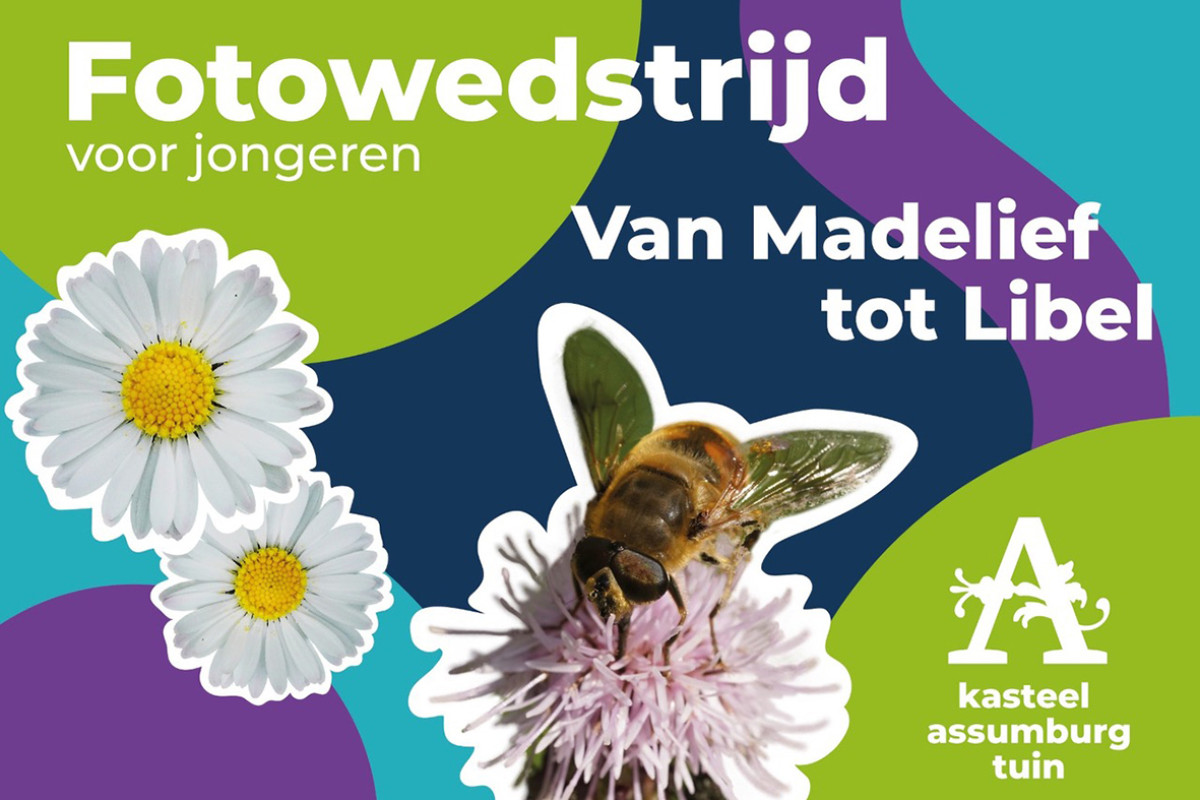 Gekleurde achtergrond met foto's van madeliefjes en een bij op een bloem.