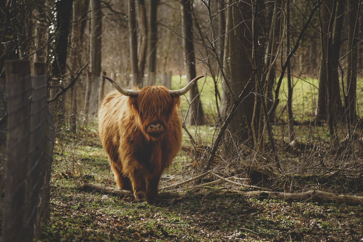 Duinen bij Heemskerk – Om de Blink