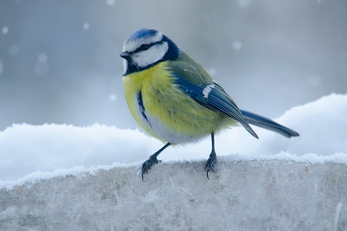 Koolmees in de sneeuw