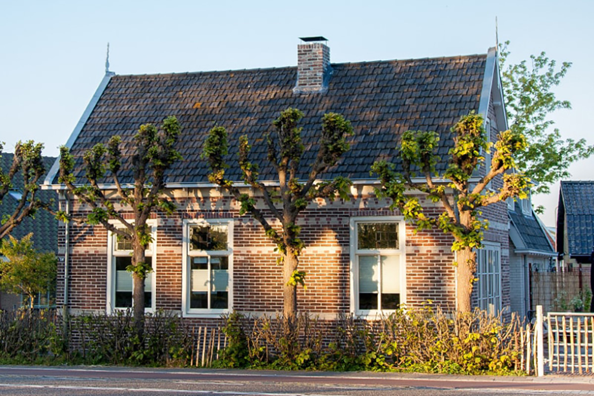 Huisje met leibomen langs een weg.