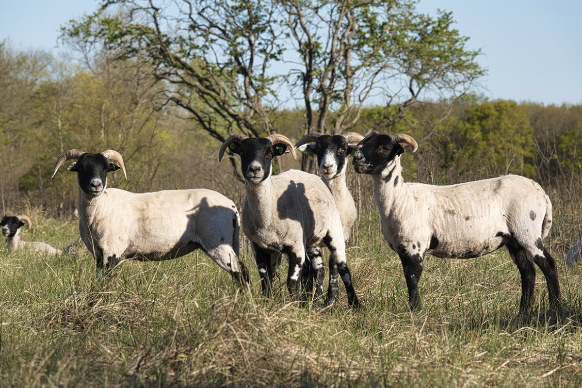 Witte schapen met een zwarte kop staan in het duin.