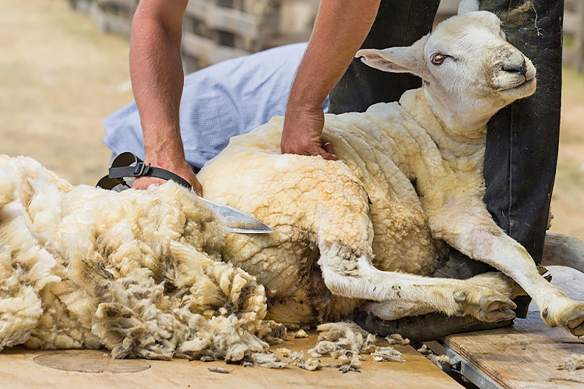 schaap wordt geschoren