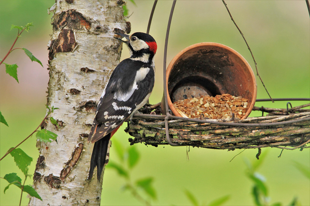 Specht zit bij vogelvoer dat in een boom hangt.