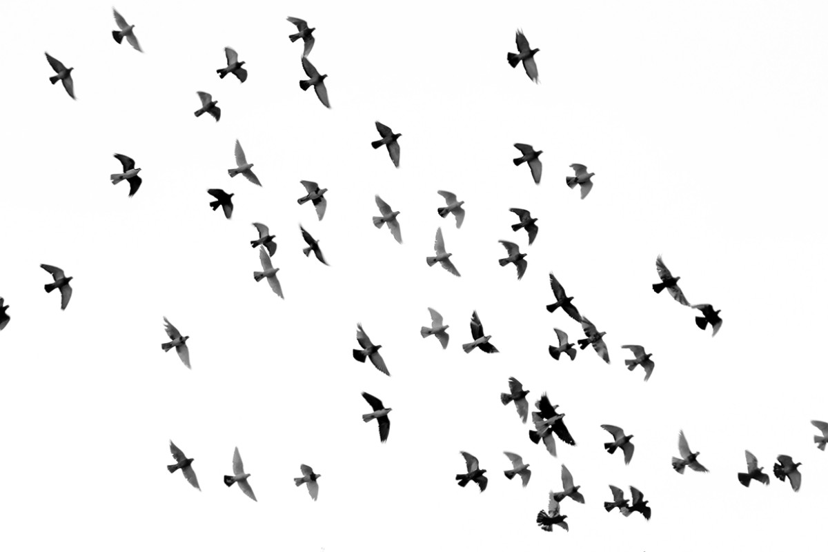 Zwerm vogels in de lucht