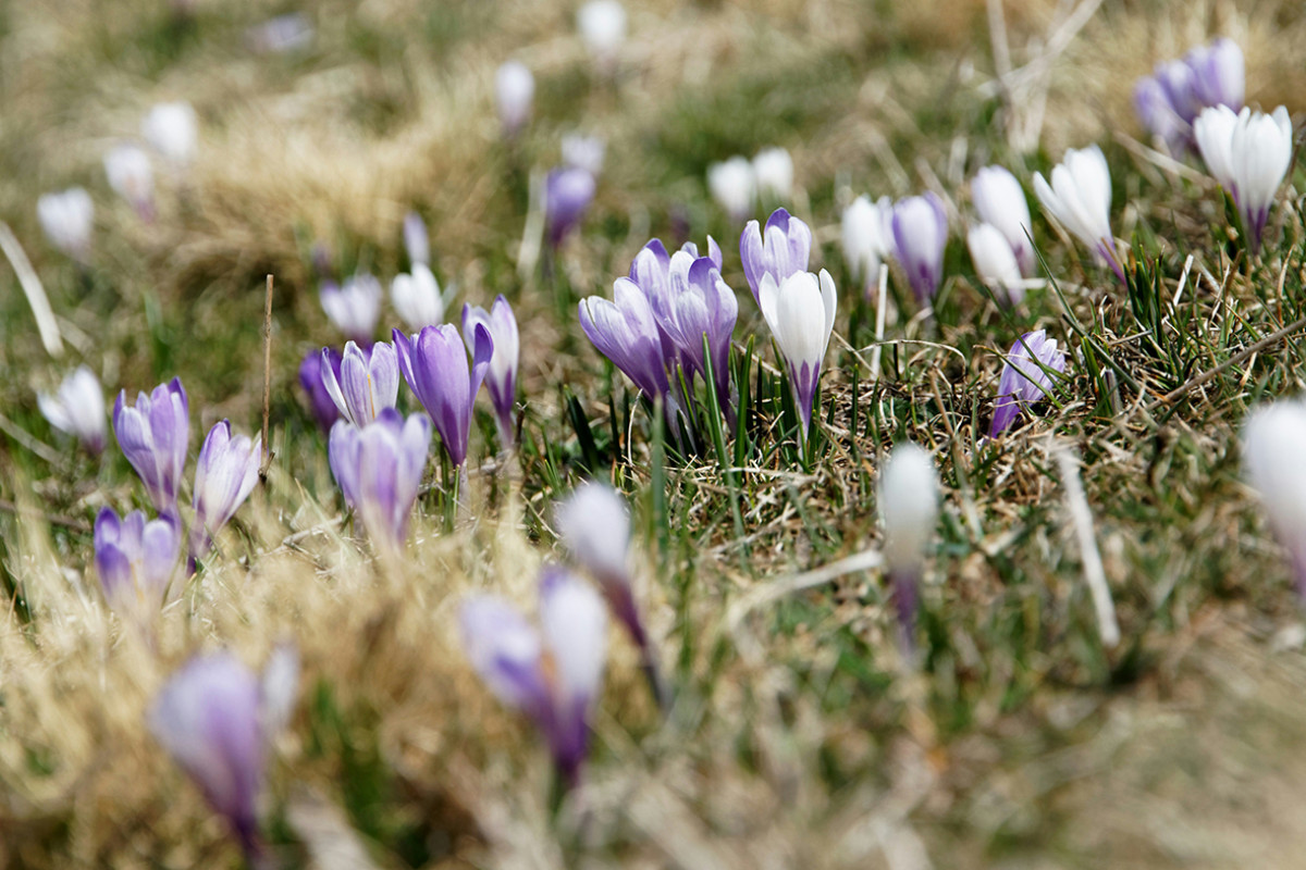 Krokussen in een grasveld