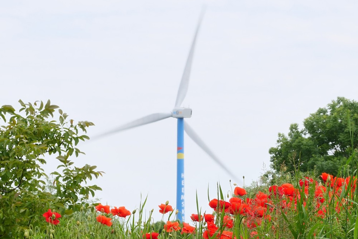 Windmolen met op de voorgrond klaprozen.