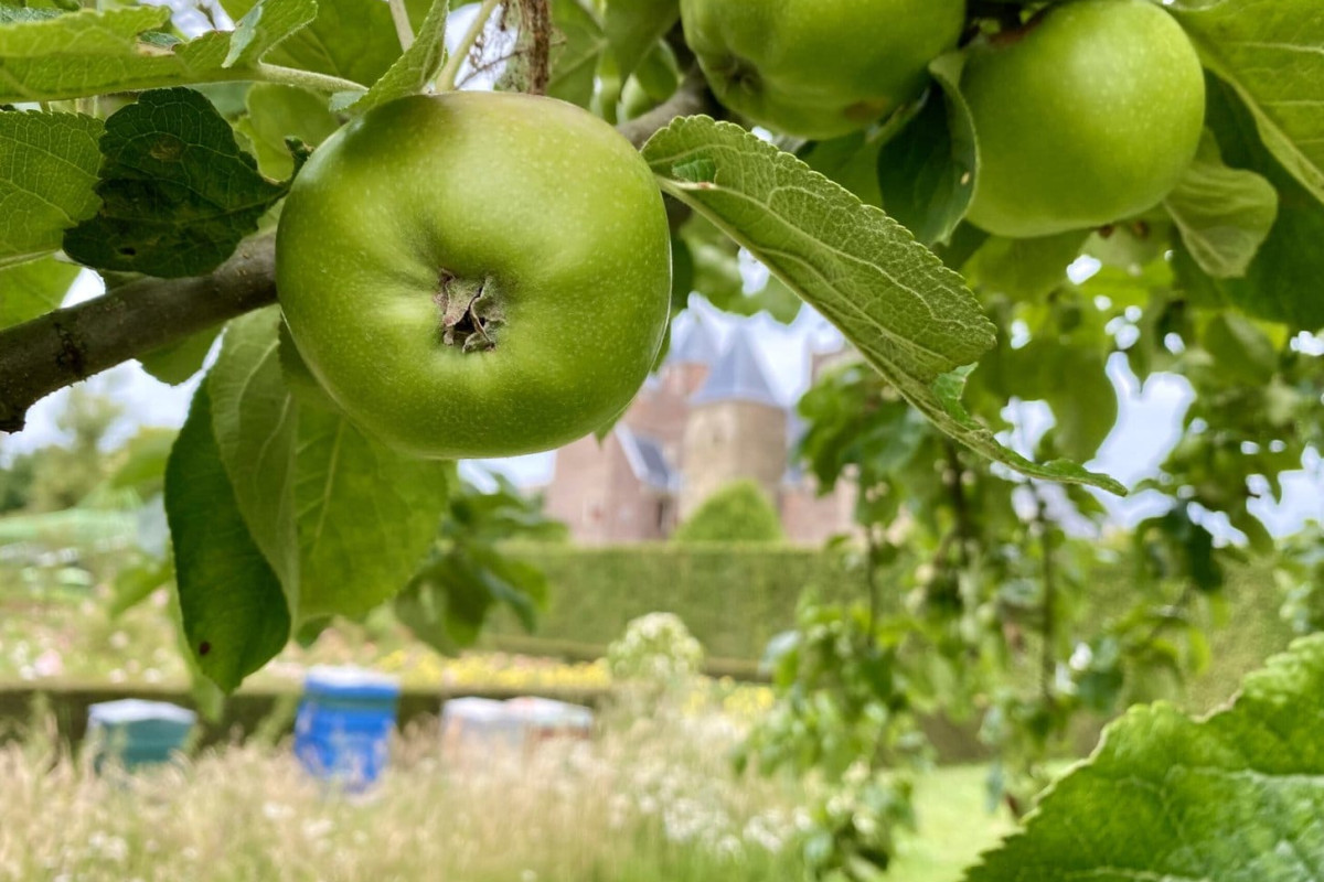 Groene appels aan een boom voor een Slot Assumburg.